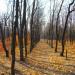Forest belt in Luhansk city