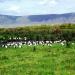 Crater Gorongoro