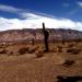 Parque Nacional Los Cardones