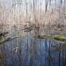 Great Swamp National Wildlife Refuge