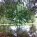 Pond