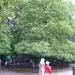 370-year old linden tree