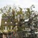 The Linden Tree of Geisenheim