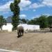 Elephant exhibit in Warsaw city