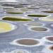 Spotted Lake