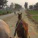 Track Of Horse Tram Between Buchiana And Gangapur