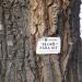 Poplars Odd - Natural and cultural monument