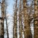 Poplars Odd - Natural and cultural monument