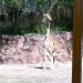 Busch Gardens, Tampa Bay: Serengeti Plains in Tampa, Florida city