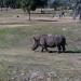 Busch Gardens, Tampa Bay: Serengeti Plains in Tampa, Florida city