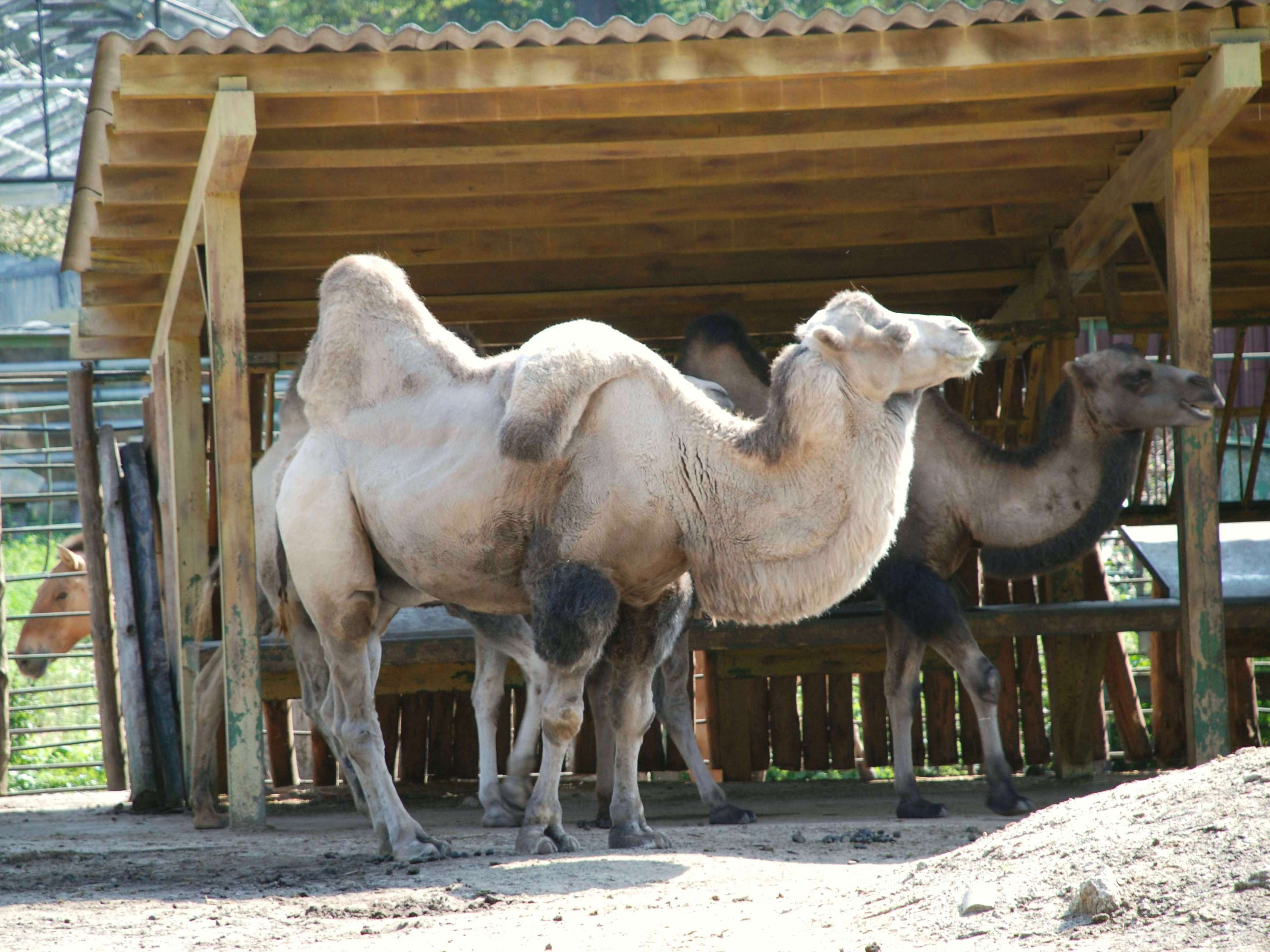 Camels - Kyiv