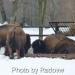 Bisons in Sofia city