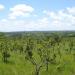 Parque Nacional do Araguaia - I