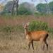 Parque Nacional do Araguaia - I