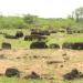 Sengalur Excavated Megalithic burial site