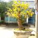 Bonsai Cây cảnh: Cổ Mai Hoa - Lê Thạnh trong Thành Phố Tam Kỳ thành phố