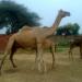 bikaner national research center  camel