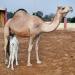 bikaner national research center  camel