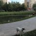 Средний верхний пруд в городе Долгопрудный