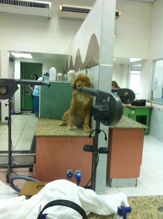 Pet Center Marginal Marginal Tietê São Paulo