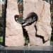Пам'ятник жертвам аварії на ЧАЕС «Чорний біль» в місті Житомир