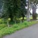 UMBUL BUTO in Klaten city
