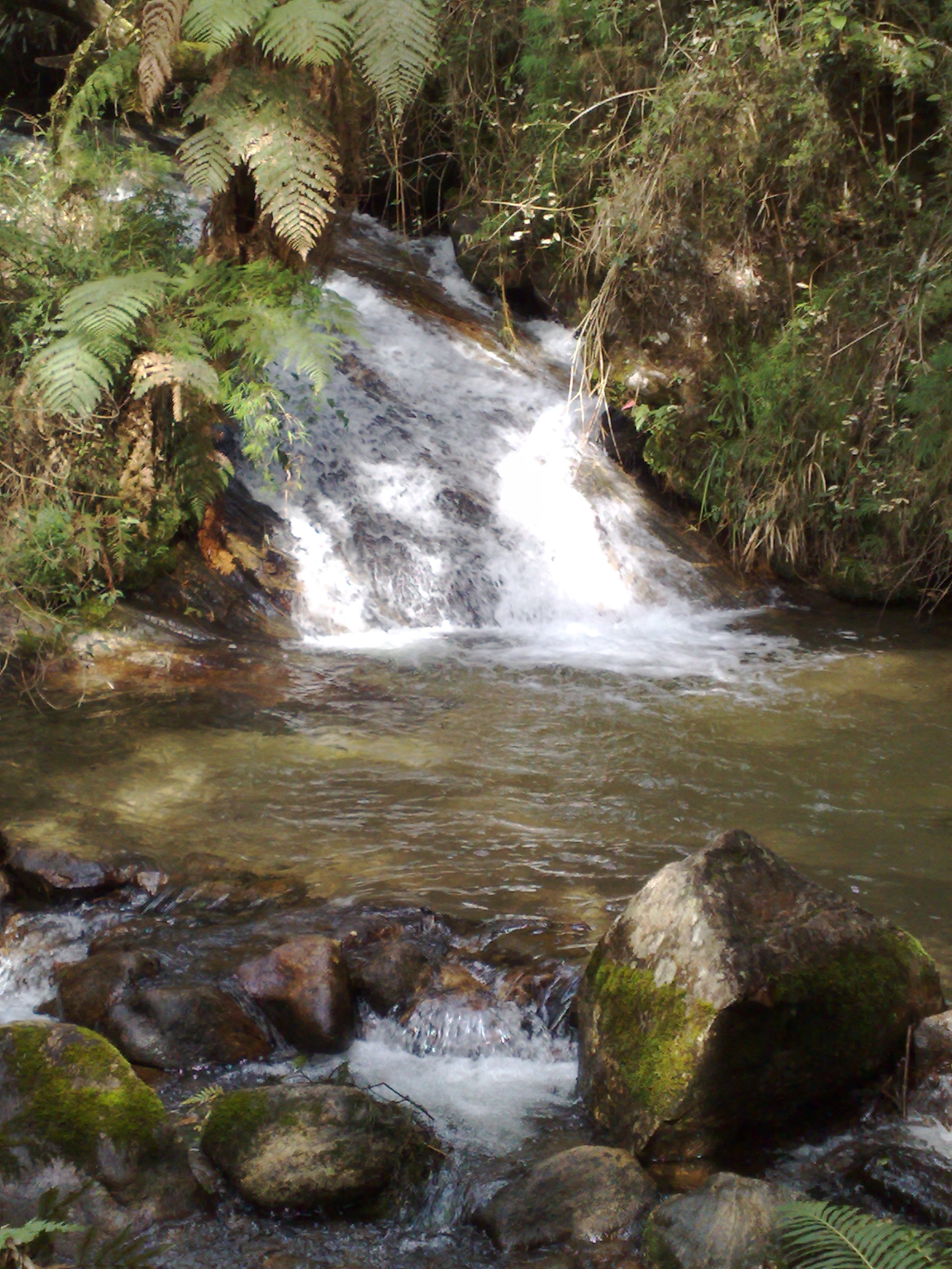 Parque Estadual Campos do Jordão Campos do Jordão