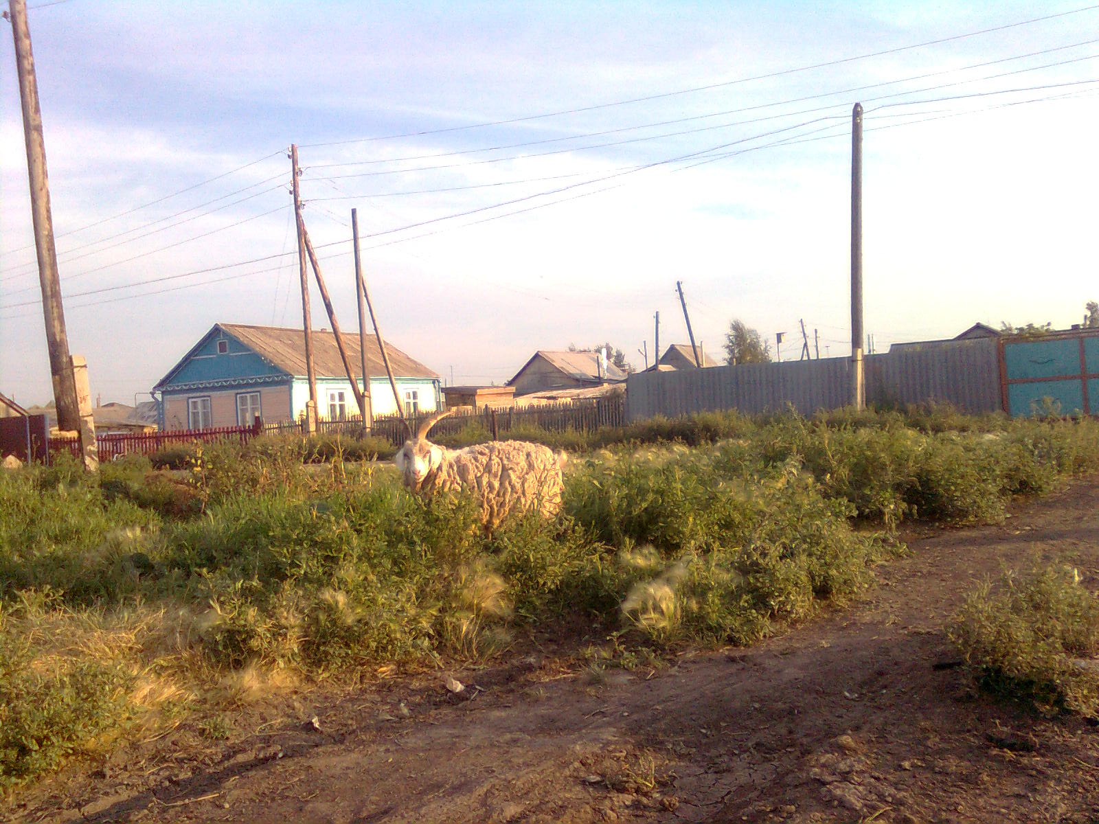 Полтавка