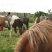 Laxnes Horse Farm (de)