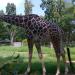 Sri Chamarajendra Zoological Garden in Mysuru city