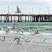 Venice Pier