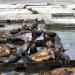 Pier 39 Marina, K dock Sea Lions in San Francisco, California city