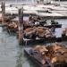 Pier 39 Marina, K dock Sea Lions in San Francisco, California city