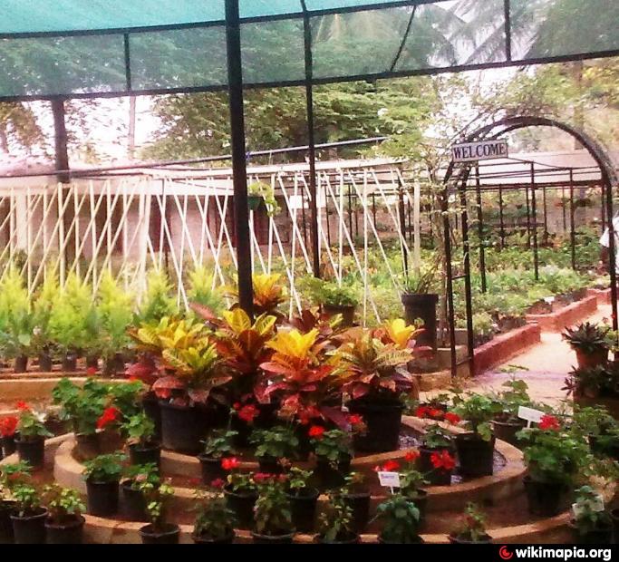 Plants Nursery Bengaluru