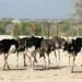 Al Areen Wildlife Park