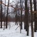 Верёвочный парк «Панда Парк Фили» в городе Москва