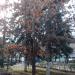 Древо российской культуры в городе Москва
