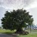 Centenary Tree in Rio de Janeiro city