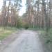 Shcherbachivskyi Pine Forest