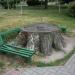 Огромный пень со скамейками (ru) in Brest city