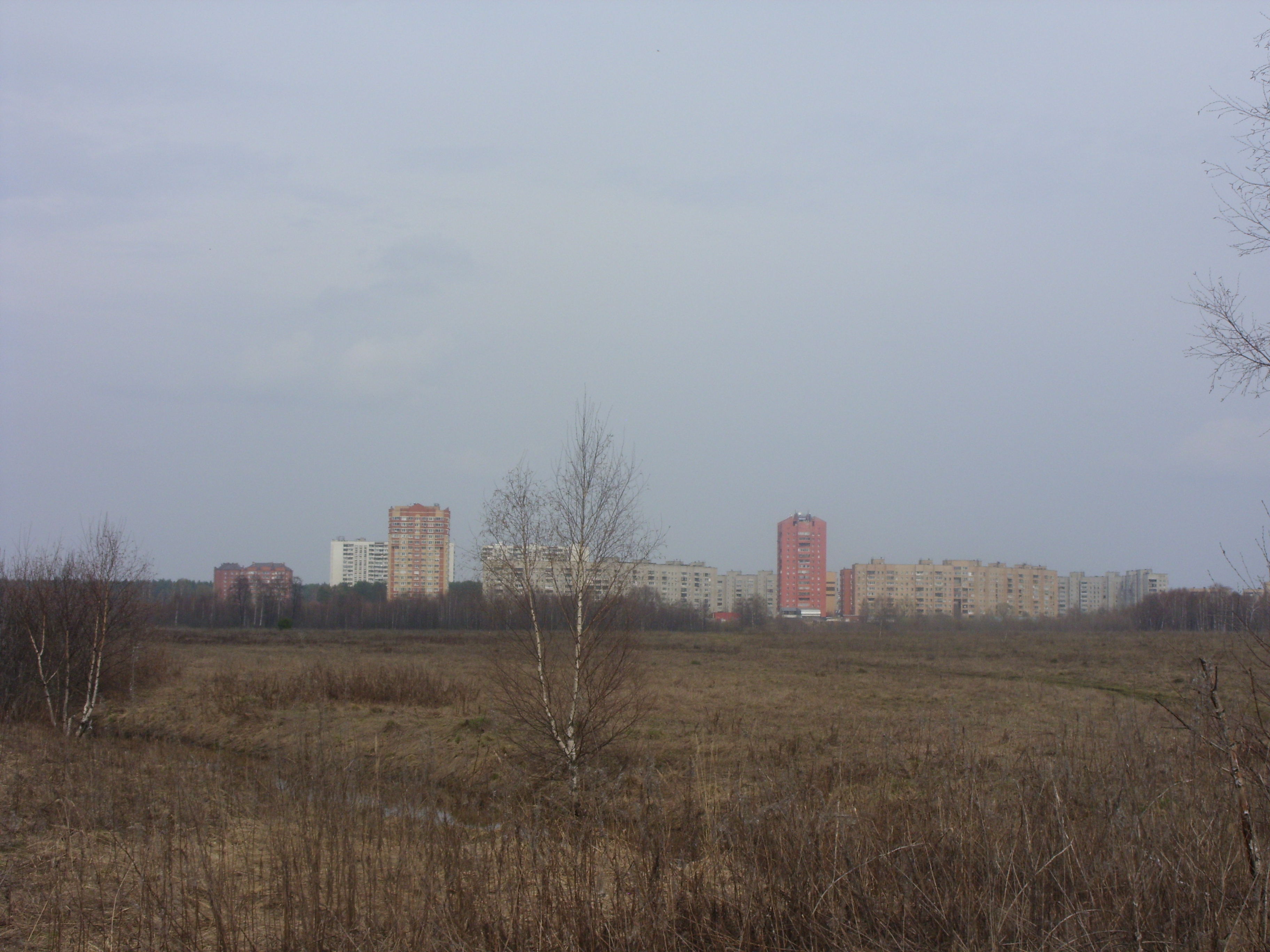 Черноголовка