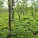 Karala valley tea estate