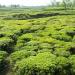 Karala valley tea estate