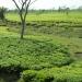 Karala valley tea estate