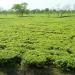 Karala valley tea estate