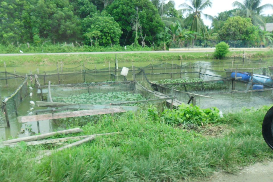 Ternakan Ikan Sangkar Dalam Terusan Air