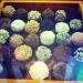 Brigadeiro Bistrô (pt) in São Paulo city