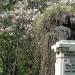 Statue of professor Dimitrie Brandza, founder of the Botanical Garden