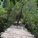 Paraiso de los Manglares.  The Mangrove Paradise