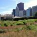 Lurie Garden in Chicago, Illinois city